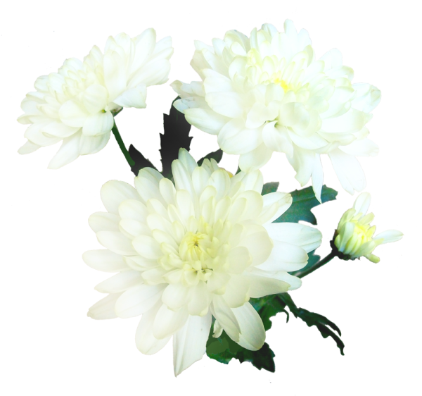 Белые хризантемы на белом фоне