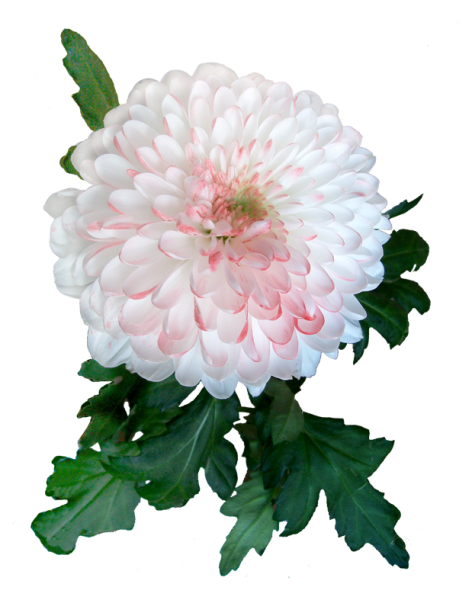 Хризантема одноголовая Ариель