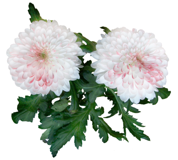 Хризантема на белом фоне