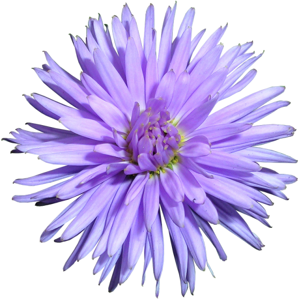 Астра цветок на белом фоне