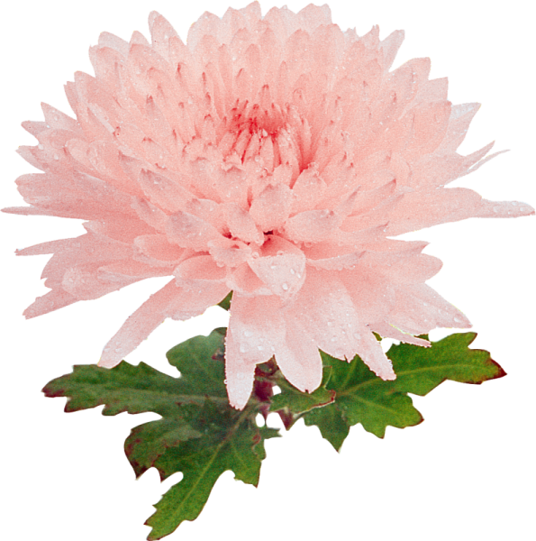 Хризантема на белом фоне