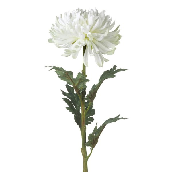 Хризантема пионовидная белая