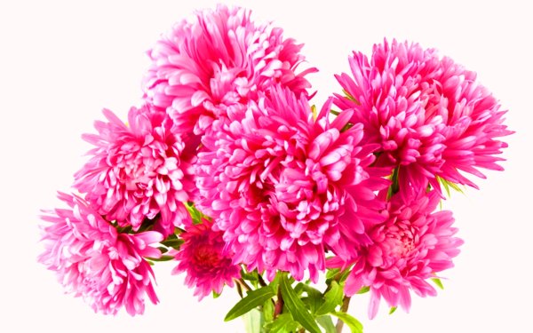 Цветок Астра.