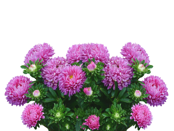 Хризантема Андреа