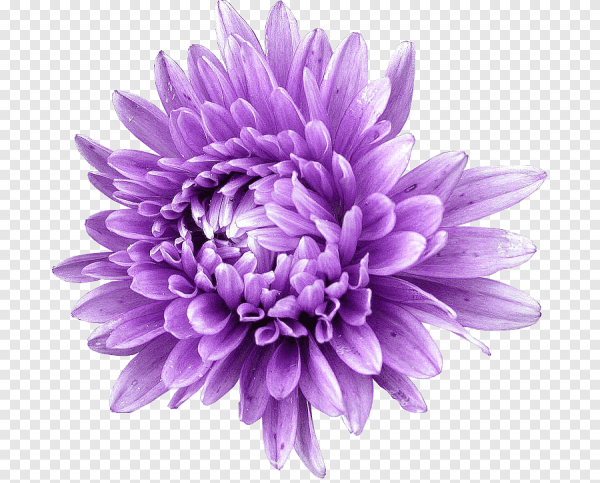 Хризантема на белом фоне