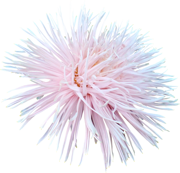 Цветы астры на прозрачном фоне