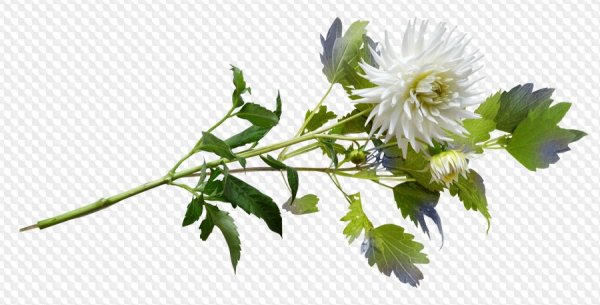 Астра на белом фоне