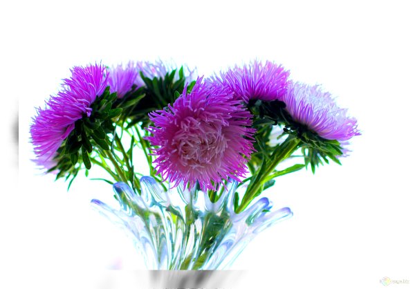 Букет астр на белом фоне