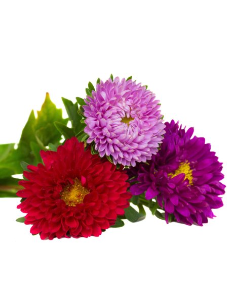 Астра цветок на белом фоне