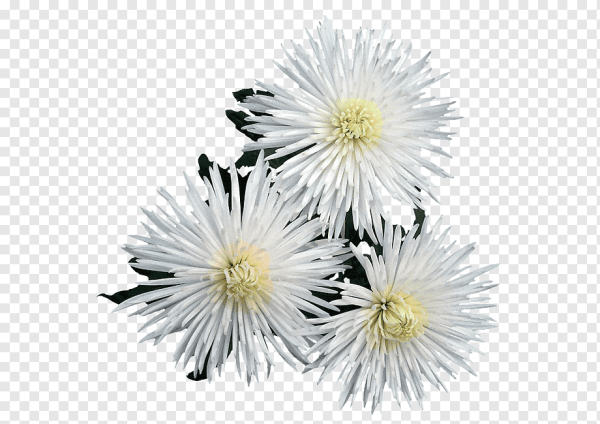 Хризантема на белом фоне