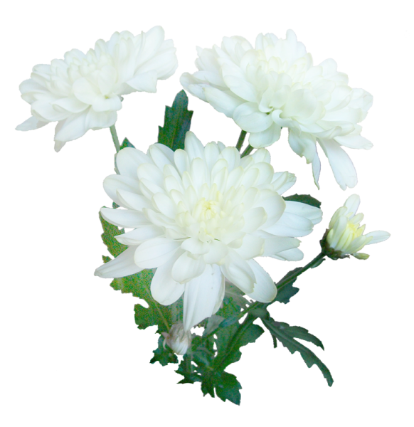 Хризантема Zidane