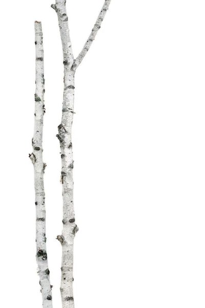 Ствол березы