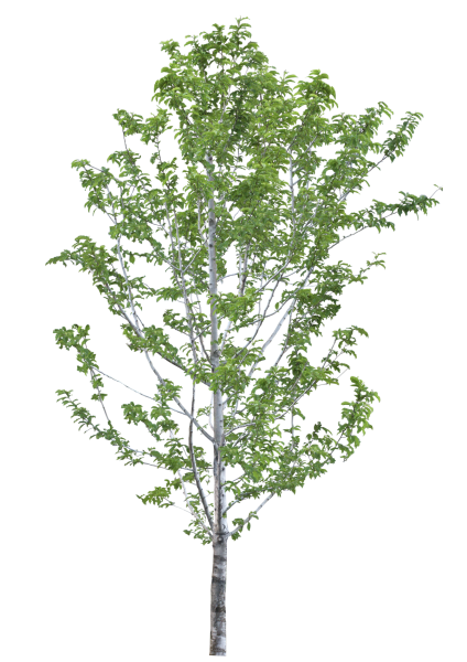 Береза на прозрачном фоне