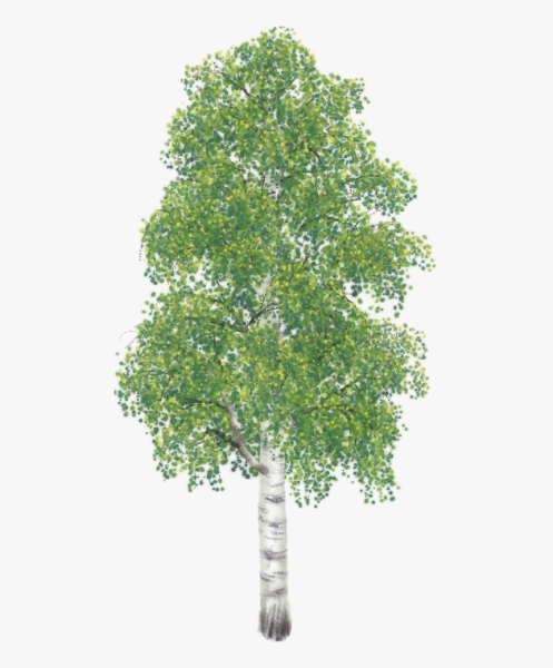 Береза дерево