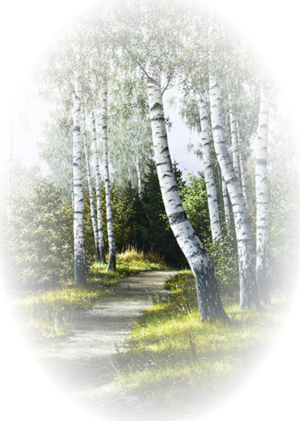 Клипарт береза на прозрачном фоне