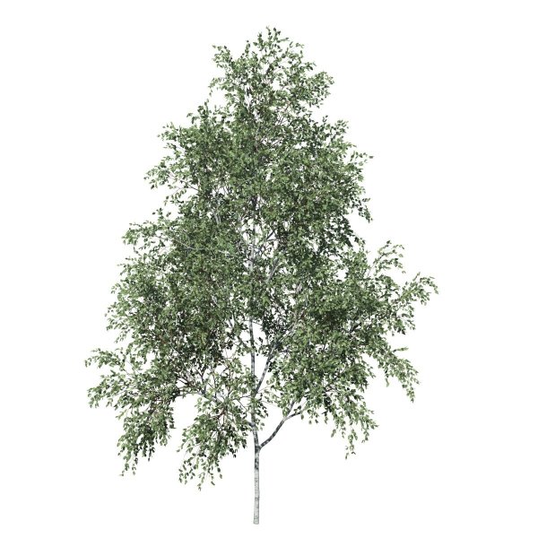 Берёза повислая