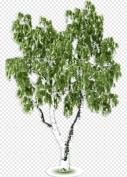 Березка на прозрачном фоне