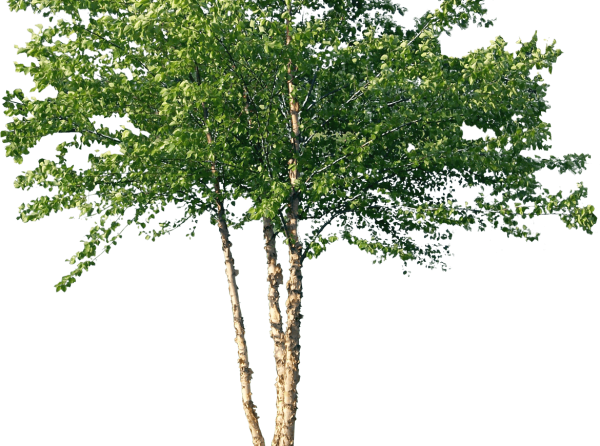 Дерево береза на белом фоне