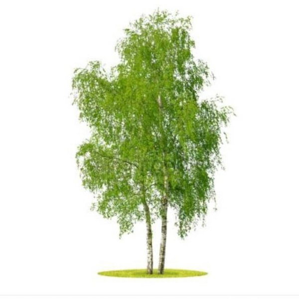 Дерево Березки для детей