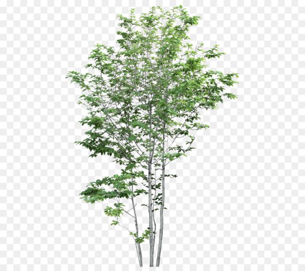 Деревья для фотошопа на прозрачном фоне