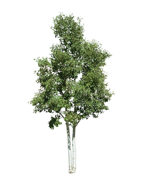 Берёза повислая