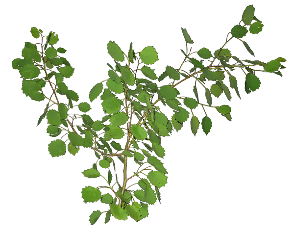 Веточка березы