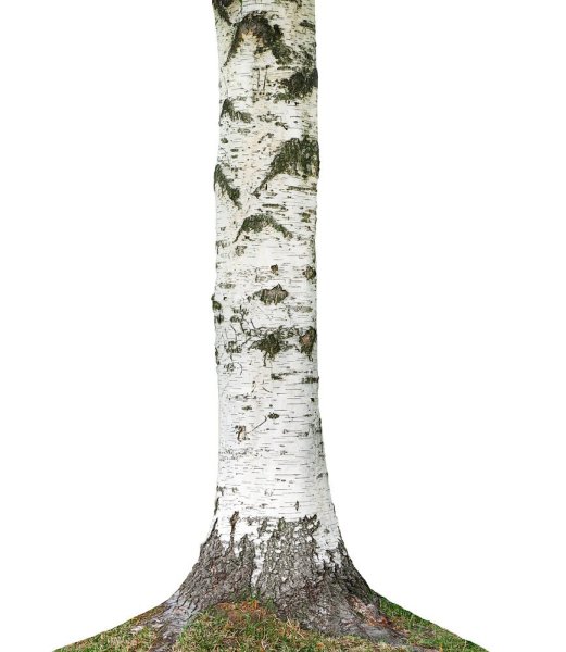 Ствол березы на прозрачном фоне