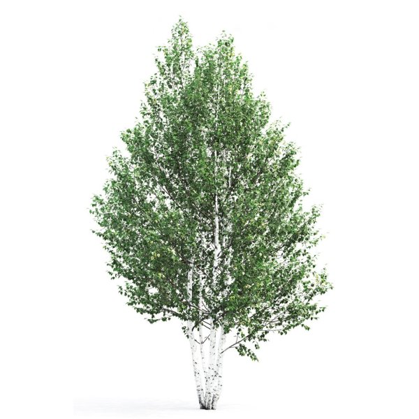 Берёза пушистая Betula pubescens молодое дерево