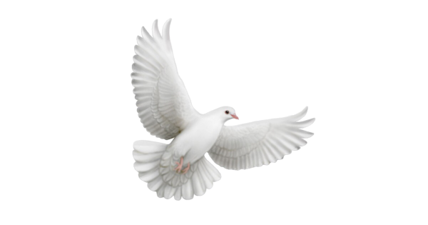 Голубь на белом фоне