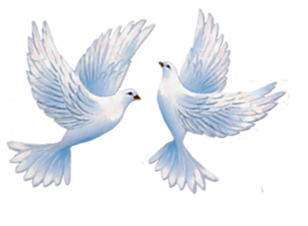 Свадебные голуби на прозрачном фоне