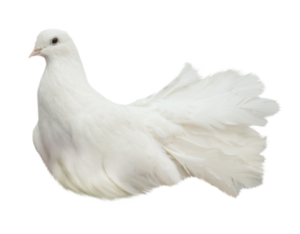 Красивые голуби