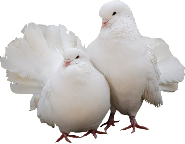 Белый голубь на белом фоне