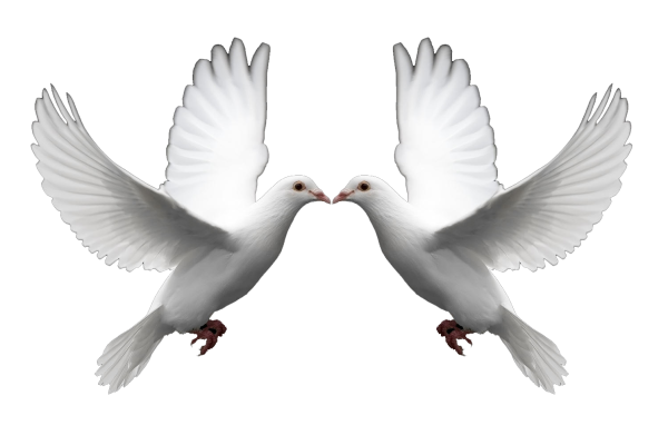 Голубки на белом фоне