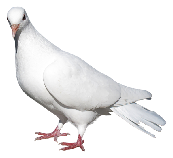 Белый голубь на белом фоне