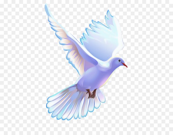 Белый голубь