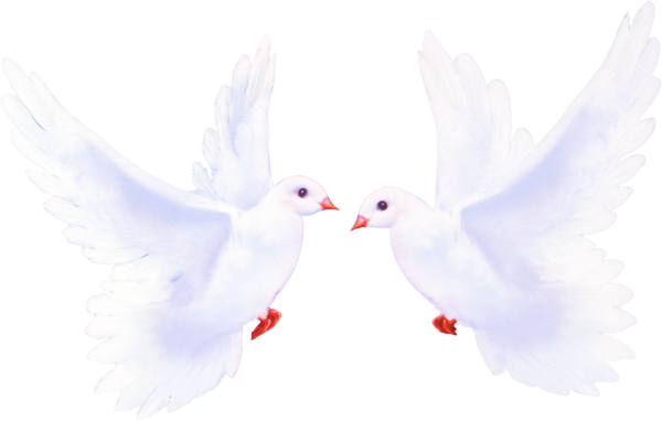 Голубь на прозрачном фоне