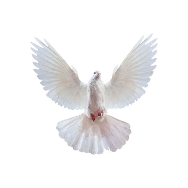 Белый голубь