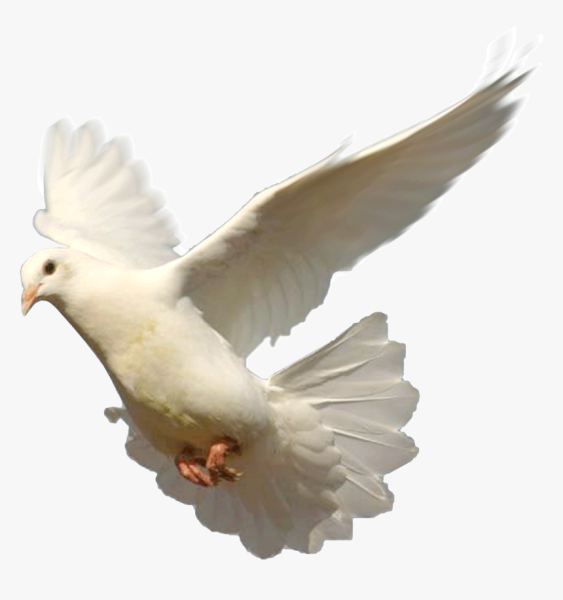 Белый голубь