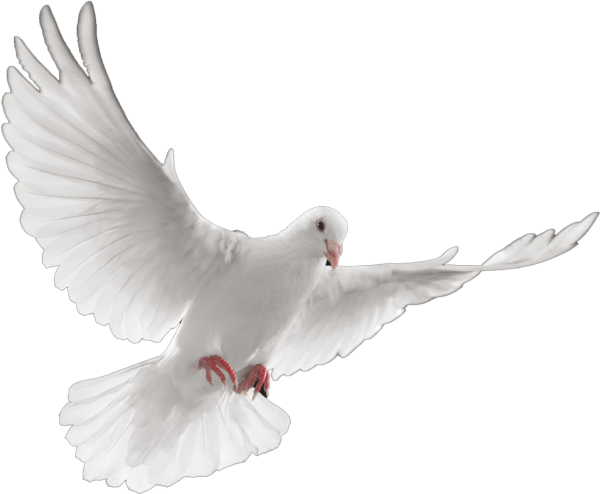 Летящий голубь на прозрачном фоне