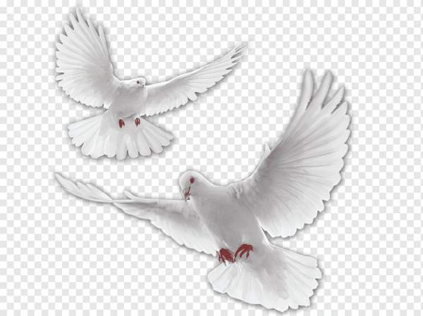 Голубь клипарт