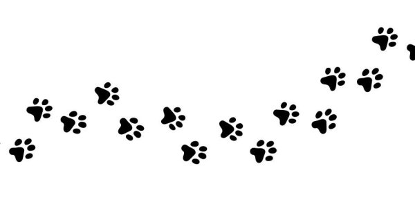 Кошачьи и собачьи следы