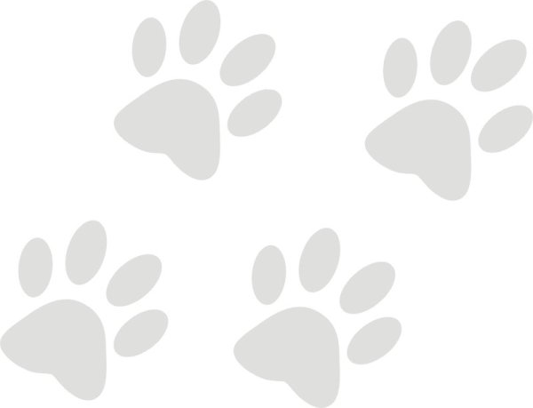 Лапки на белом фоне