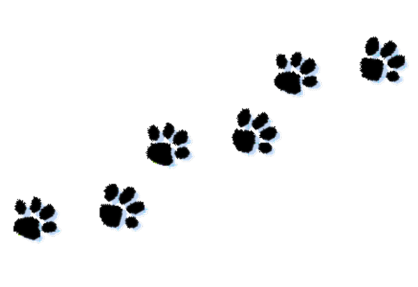 Следы кошачьих лап