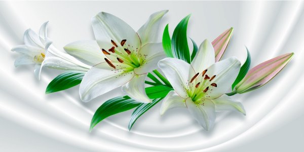 Лилия на белом фоне