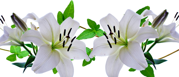 Лилии на прозрачном фоне