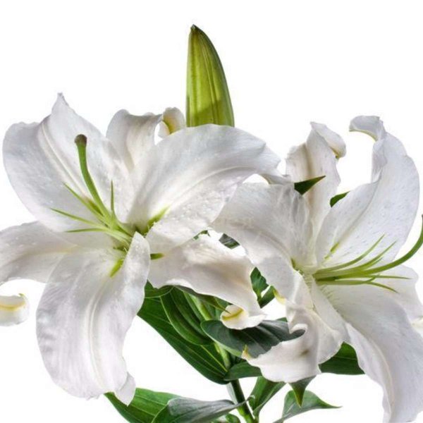 Лилия белая вс Хельветия