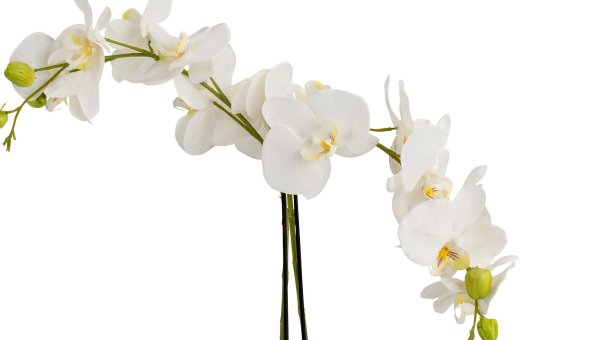 Белая Орхидея