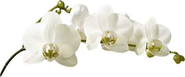 Белая Орхидея