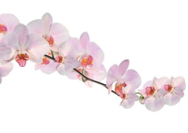 Фаленопсис ветка