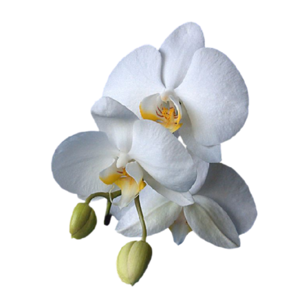Фаленопсис на прозрачном фоне